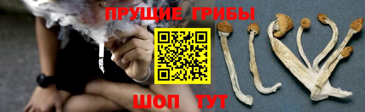 Артём  Псилоцибиновые грибы Magic Shrooms  Вход с VPN 